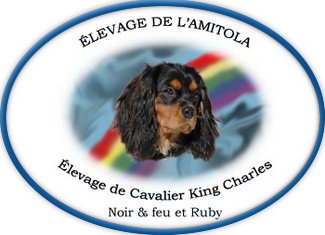 Cavalier King Charles